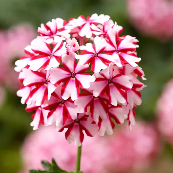 Lanai® Candy Cane