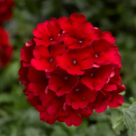 Lanai® Compact Red