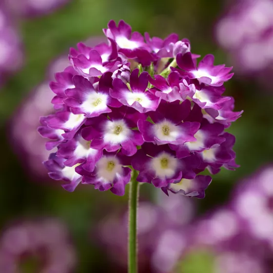 Lanai® Cyclops Purple