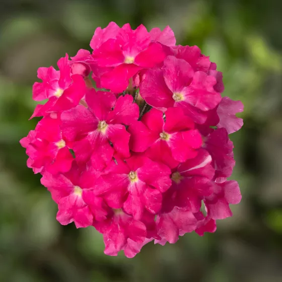 Lanai® Deep Pink