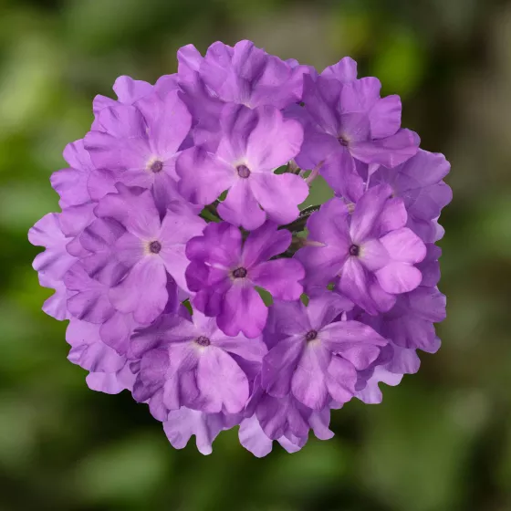 Lanai® Lilac