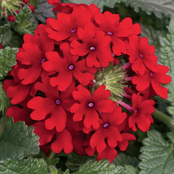 Lanai® Red
