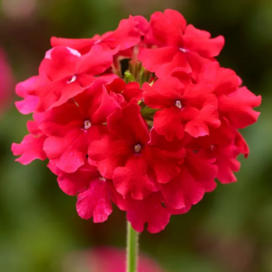 Lanai® Strawberry