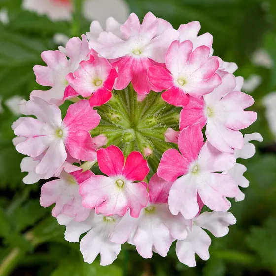Lanai® Twister™ Pink | Syngenta Flowers