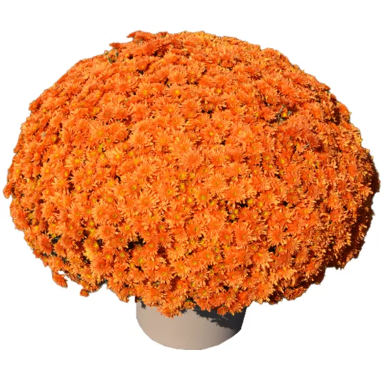 Makenna™ Orange | Syngenta Flowers