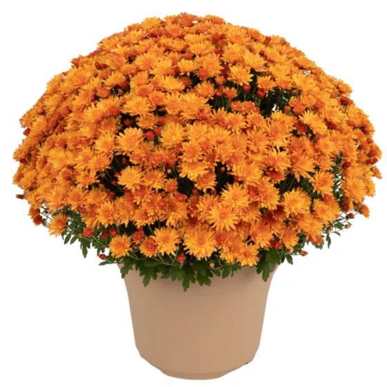 Pamela™ Orange
