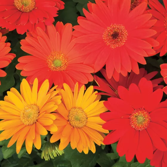 Jaguar™ Fall Colors Mix