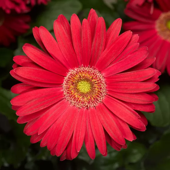 Jaguar™ Deep Rose