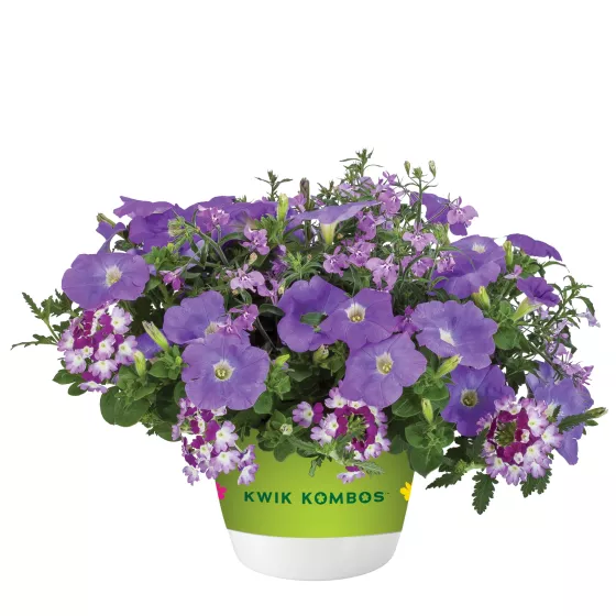 Blue Ridge™ Mix | Syngenta Flowers