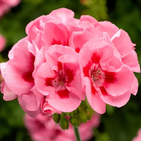 Calliope® Medium Pink Flame