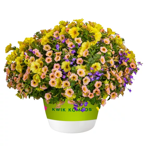 Island in the Sun™ Mix | Syngenta Flowers