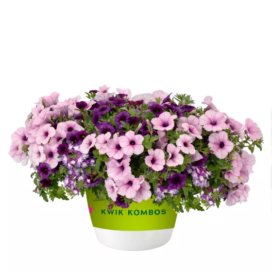 Perfectly Purple™ Mix | Syngenta Flowers