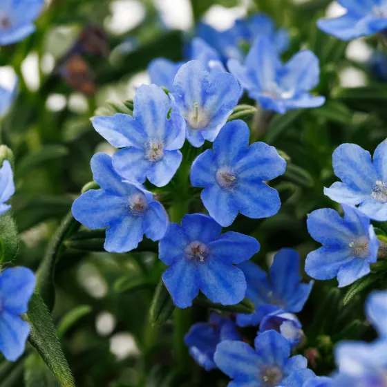 Tidepool™ Light Blue | Syngenta Flowers