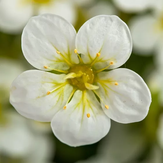 Touran™ Large White