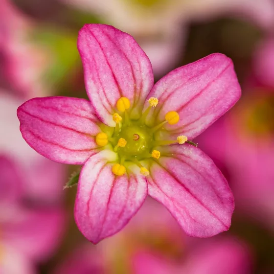 Touran™ Pink
