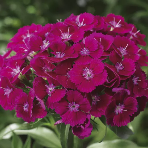 Barbarini® Purple