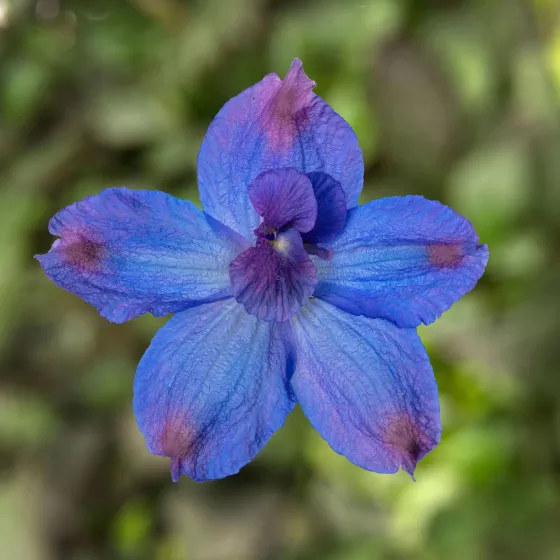 Hunky Dory™ Blue