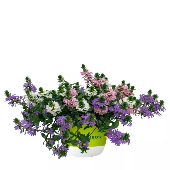 Fanatix™ Spring Spirit™ Mix