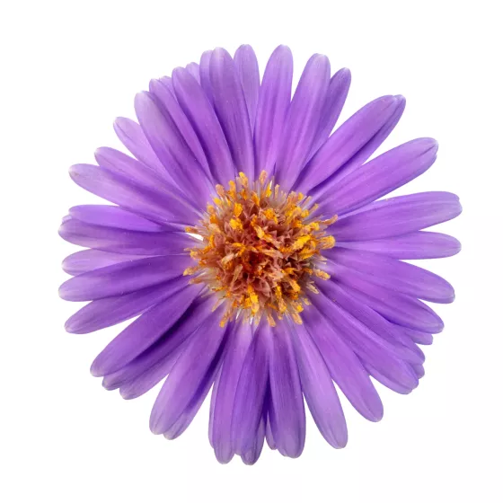 Believer™ Purple