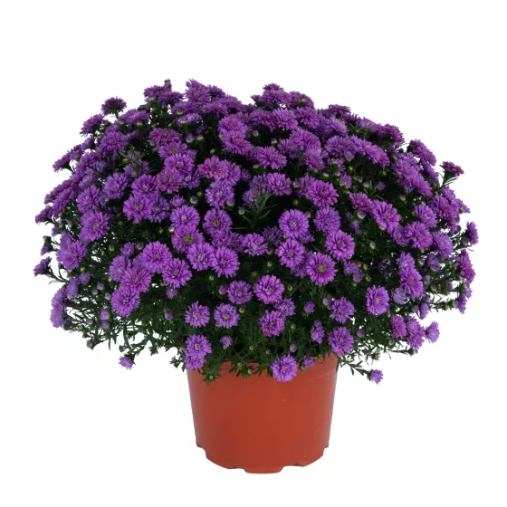 Henry™ I Purple