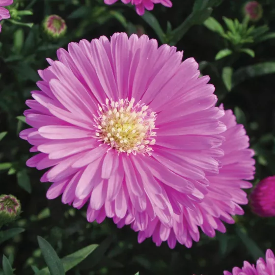 Magic™ Pink