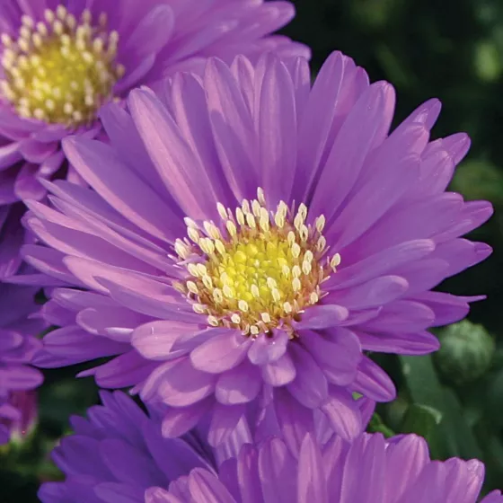 Magic™ Purple