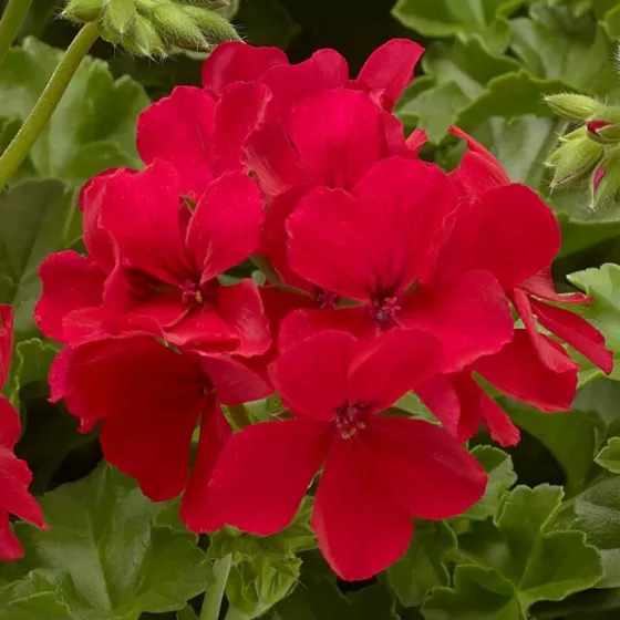 Caliente® Deep Red