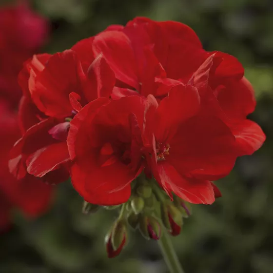 Moxie!™ Scarlet