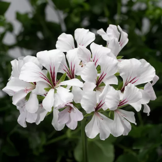Cascade White
