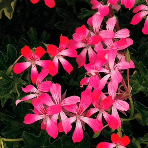 Cascade Acapulco