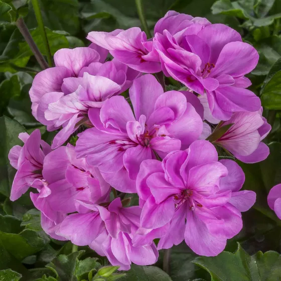 Ivy League™ Light Lavender