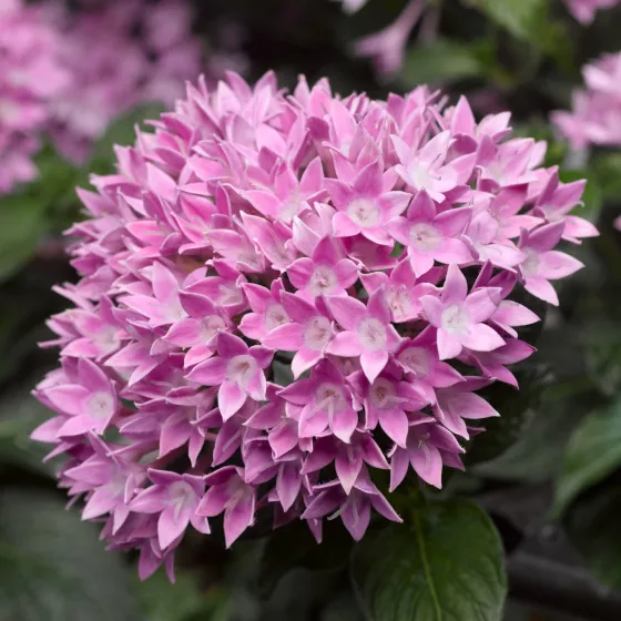 Starcluster™ Lavender