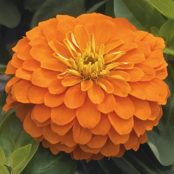 Magellan™ Orange