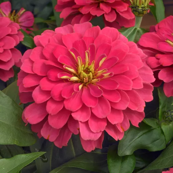 Magellan™ Coral