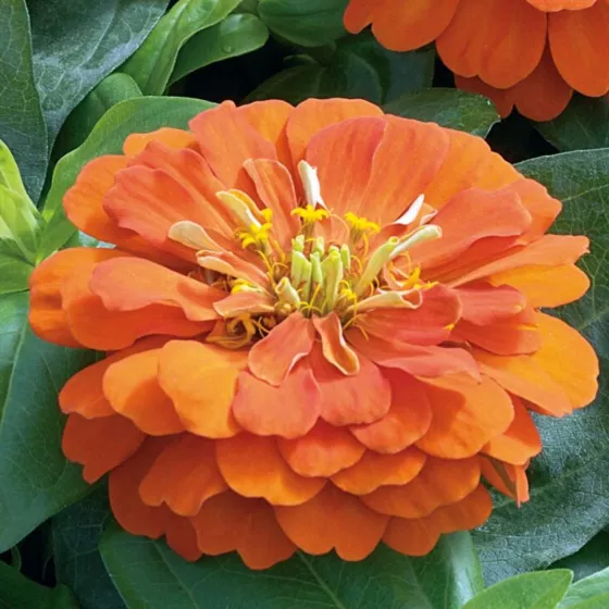 Short Stuff™ Orange