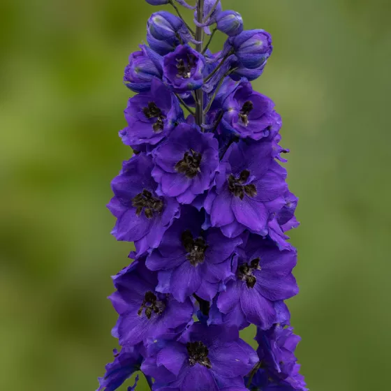 Excalibur™ Dark Blue Black Bee
