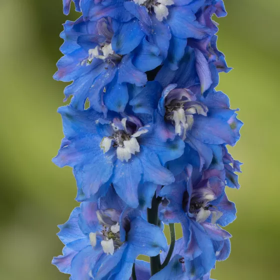 Delphina™ Light Blue White Bee | Syngenta Flowers