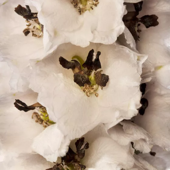 Delphina™ White Black Bee