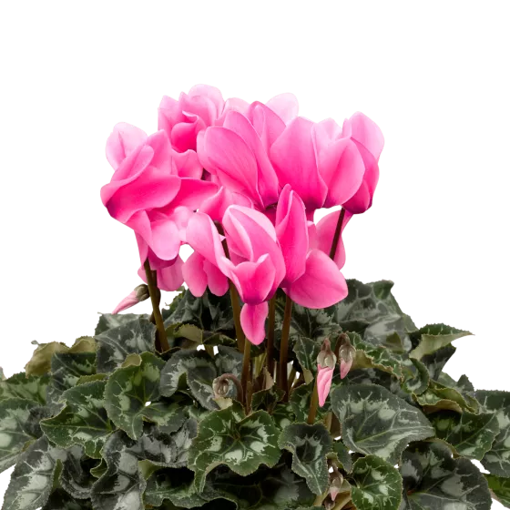 Sierra™ Synchro Pink