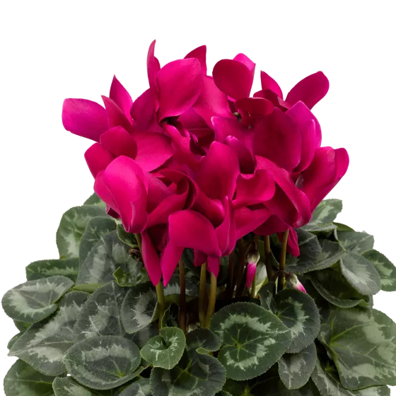 Sierra™ Synchro Purple