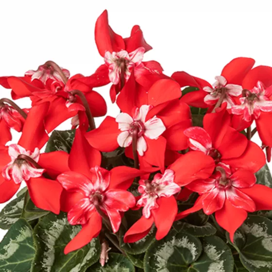 Fleur En Vogue™ Scarlet | Syngenta Flowers