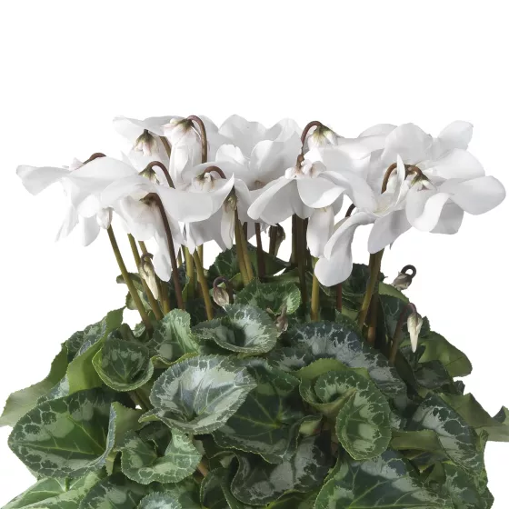 Fleur En Vogue™ White