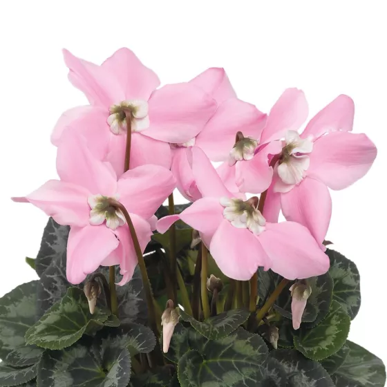 Fleur En Vogue™ Pink