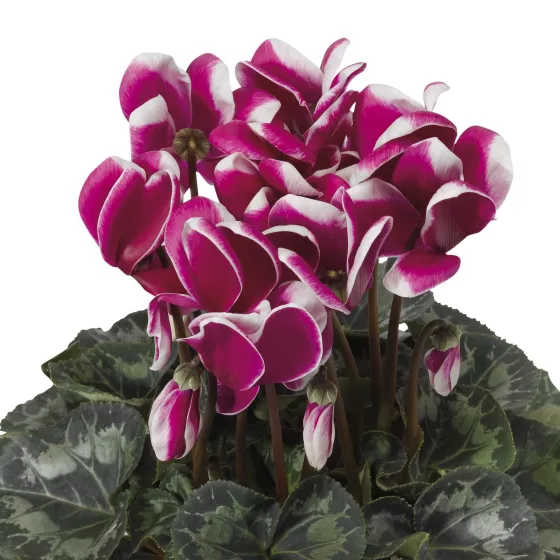 Sierra™ Shine Purple