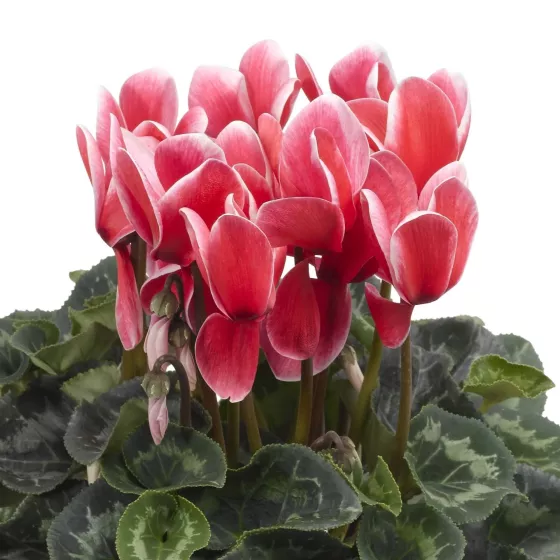 Sierra™ Shine Scarlet