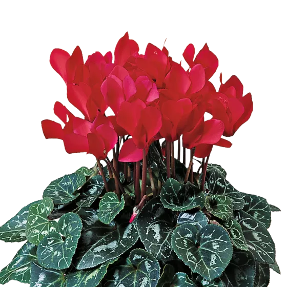 Laser™ Synchro Scarlet