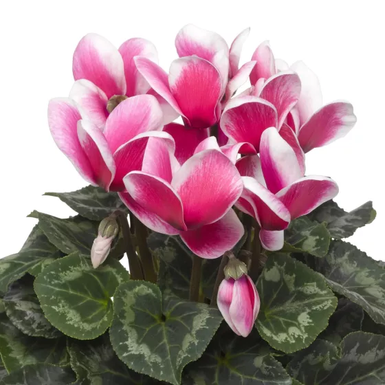 Sierra™ Shine Rose
