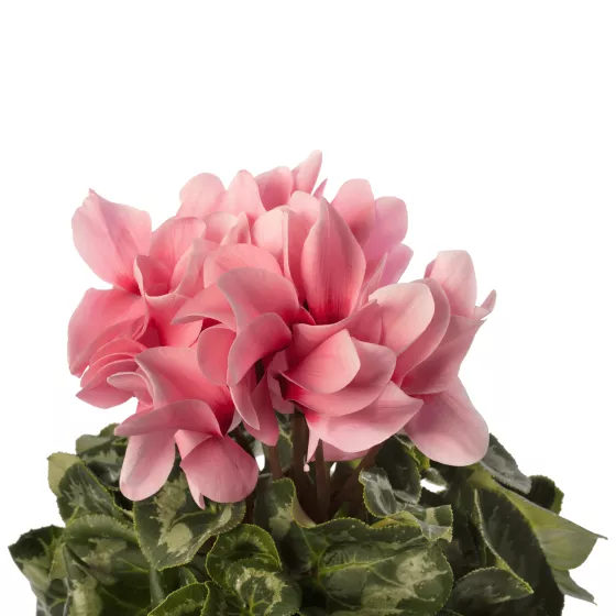Sierra™ Synchro Light Pink with Eye