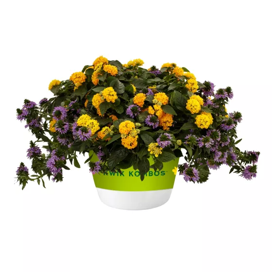 Blue Lightning™ Mix Imp. | Syngenta Flowers