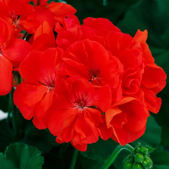 Mantra™ Coral